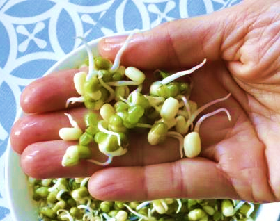 How to make sprouts