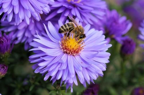 el polen de abeja